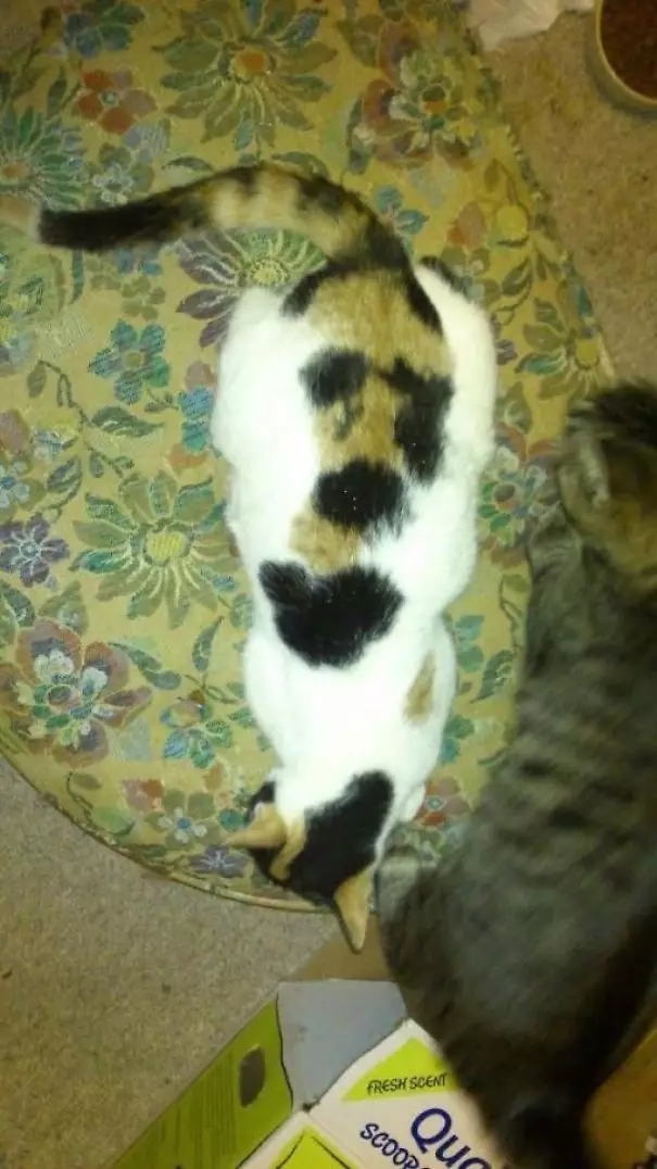 kucing corak bulu unik © 2021 Berbagai Sumber kucing corak bulu unik © 2021 Berbagai Sumber