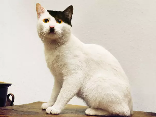 kucing corak bulu unik © 2021 Berbagai Sumber kucing corak bulu unik © 2021 Berbagai Sumber