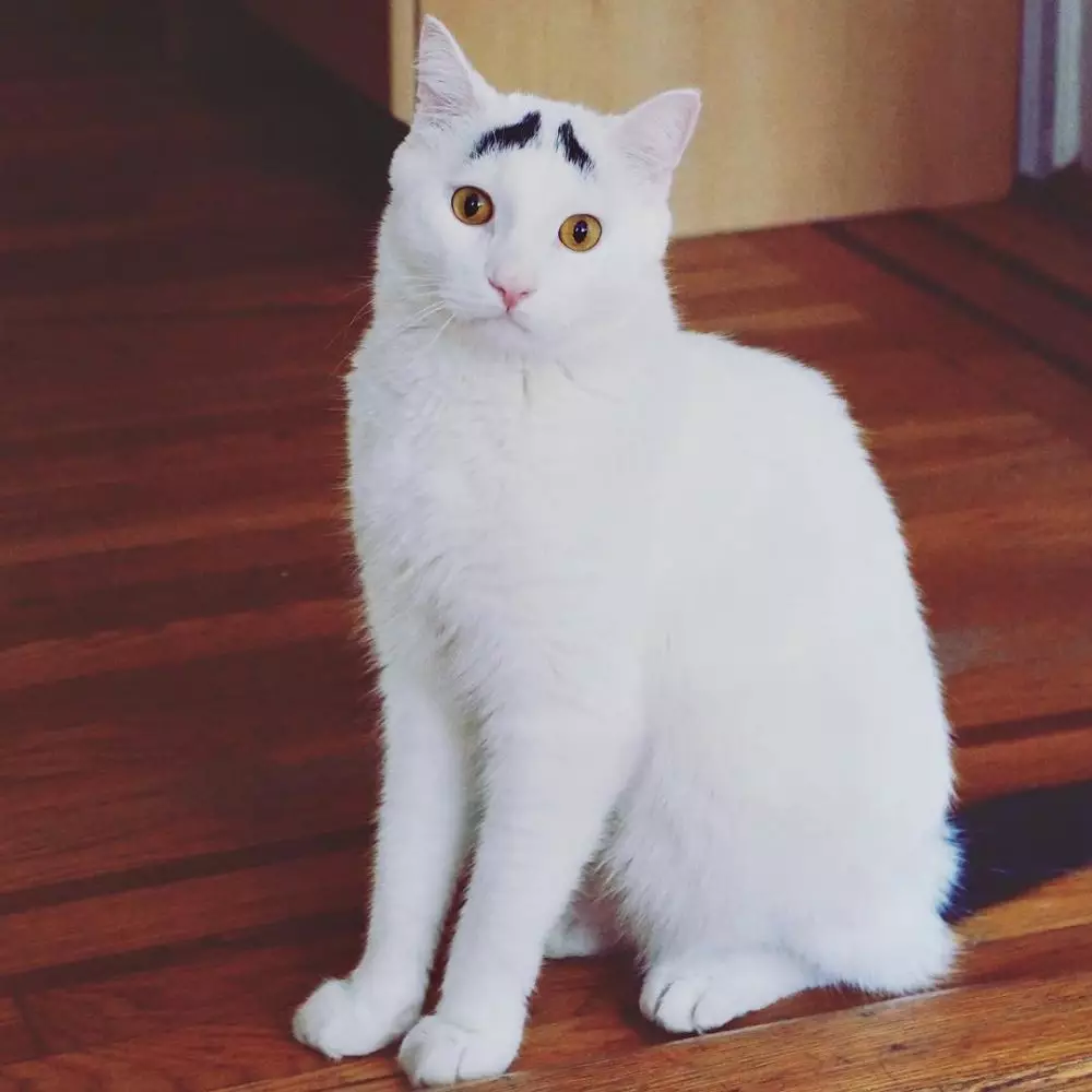 kucing corak bulu unik © 2021 Berbagai Sumber kucing corak bulu unik © 2021 Berbagai Sumber