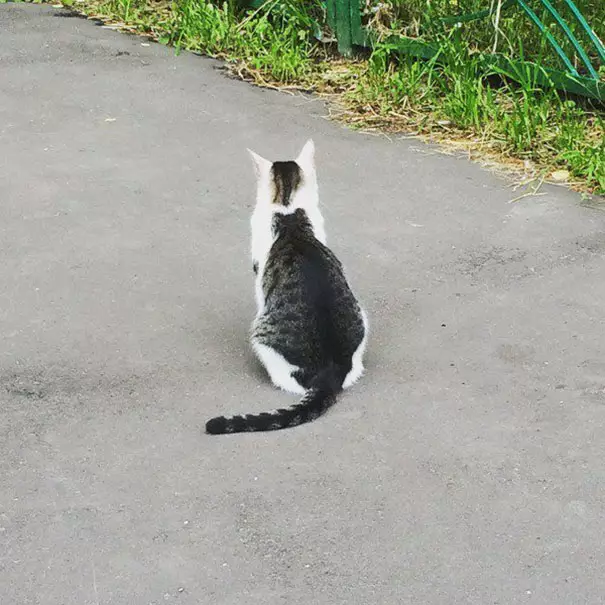 kucing corak bulu unik © 2021 Berbagai Sumber kucing corak bulu unik © 2021 Berbagai Sumber