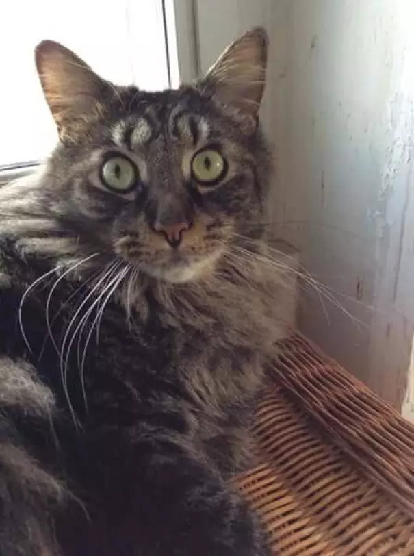 kucing corak bulu unik © 2021 Berbagai Sumber kucing corak bulu unik © 2021 Berbagai Sumber