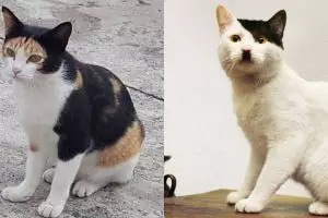 15 Potret lucu corak bulu kucing ini nyelenehnya bikin geleng kepala