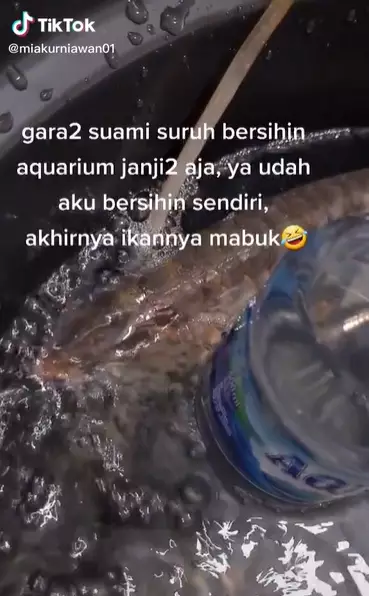 Kesal suami tak bersihkan akuarium perempuan ini goreng ikannya TikTok