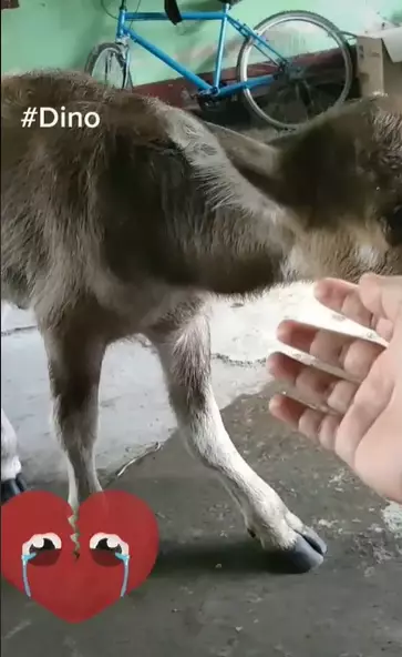kisah anak sapi ini bikin haru Instagram