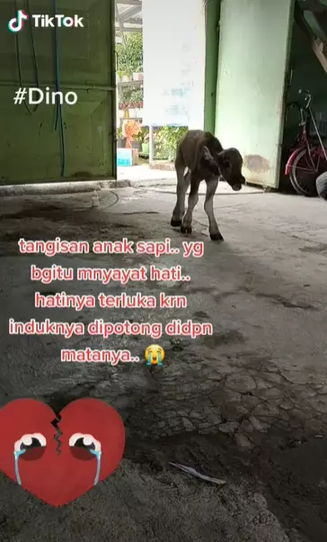 kisah anak sapi ini bikin haru Instagram