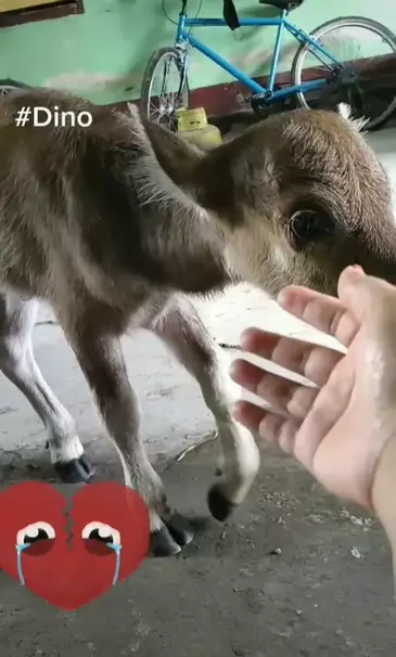 kisah anak sapi ini bikin haru Instagram