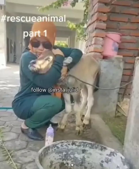 kisah anak sapi ini bikin haru Instagram