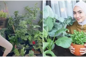 Manfaatkan pekarangan sempit, ini cara 7 seleb menata tanaman