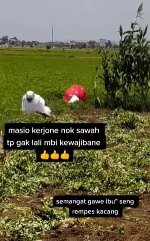 Jalankan ibadah salat di tengah sawah © 2021 Instagram