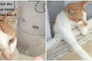 Viral kucing tolong tuannya yang terkunci dari luar, aksinya gemesin