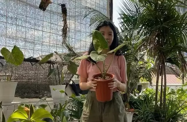 Oppo A16 tanaman hias © 2021 brilio.net