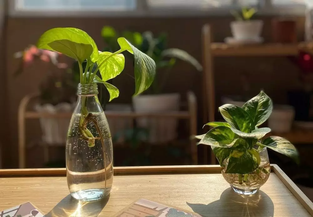 Oppo A16 tanaman hias © 2021 brilio.net