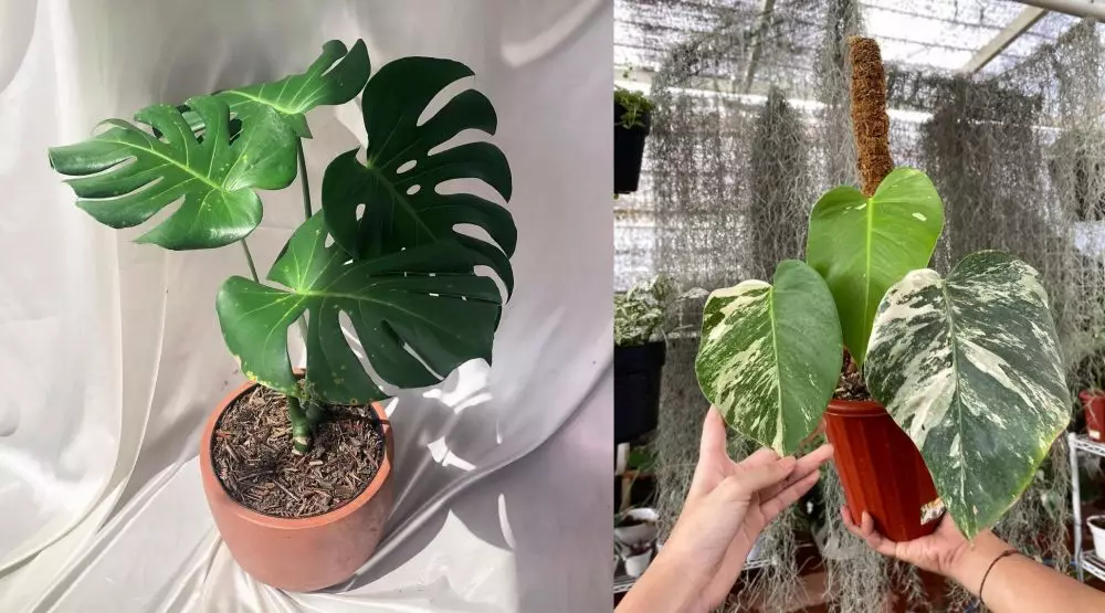 Oppo A16 tanaman hias © 2021 brilio.net