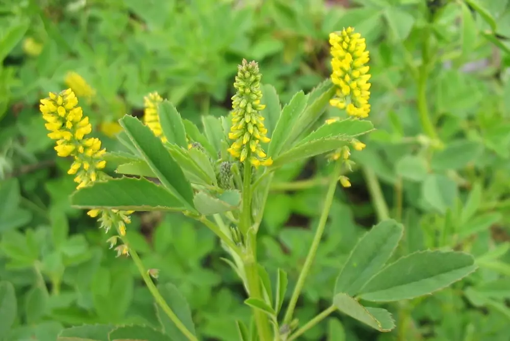 8 Hewan dan tumbuhan beracun © 2021 brilio.net 8 Hewan dan tumbuhan beracun © 2021 brilio.net