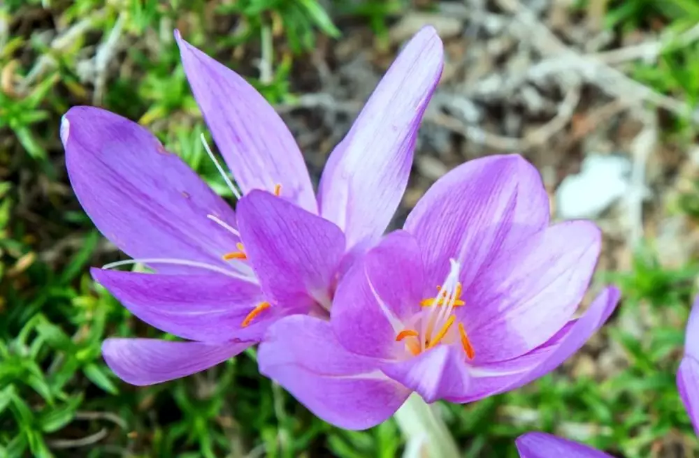 8 Hewan dan tumbuhan beracun © 2021 brilio.net 8 Hewan dan tumbuhan beracun © 2021 brilio.net