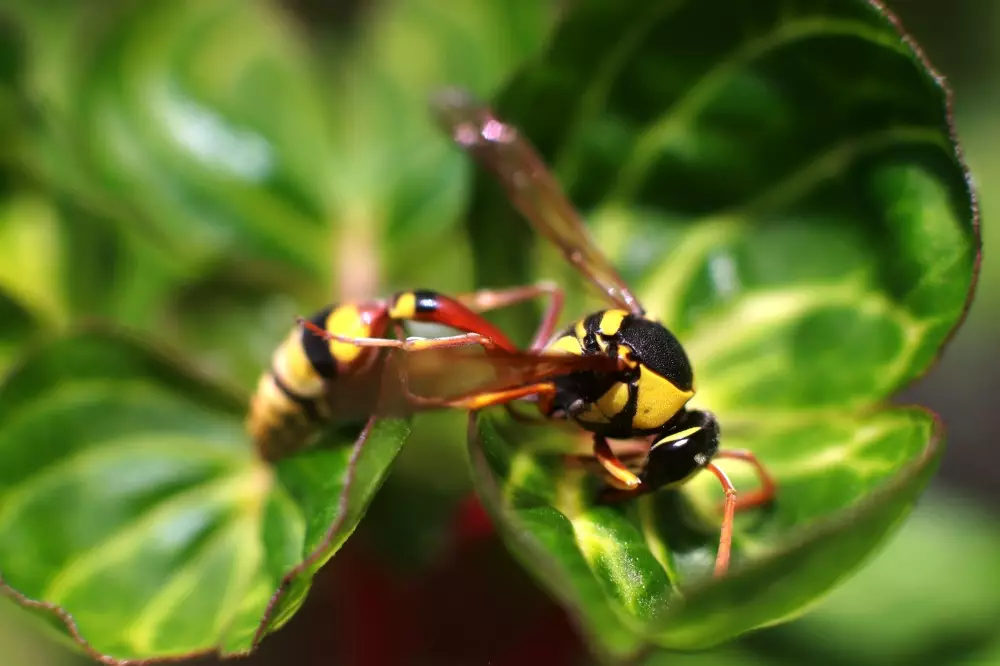 8 Hewan dan tumbuhan beracun © 2021 brilio.net 8 Hewan dan tumbuhan beracun © 2021 brilio.net