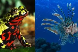 8 Racun hewan dan tumbuhan ini ternyata bermanfaat bagi kesehatan