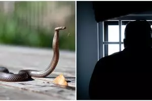 Duh, pria ini sewa ular berbisa untuk buat celaka sang istri