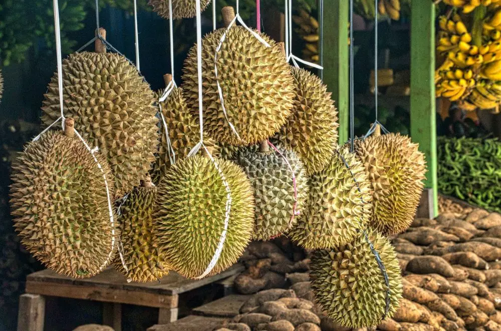Durian bikin heboh Australia © Istimewa
