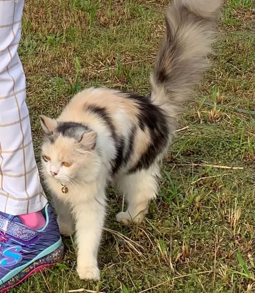 Kisah anjing menemukan kucing © Facebook Kisah anjing menemukan kucing © Facebook