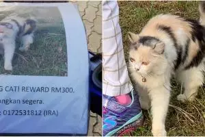 Momen anjing temukan kucing yang hilang, bikin salut sekaligus gemas