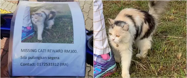 Momen anjing temukan kucing yang hilang, bikin salut sekaligus gemas
