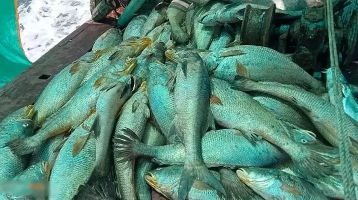 nelayan tangkap 157 ikan mahal seharga Rp 2,5 miliar Berbagai sumber