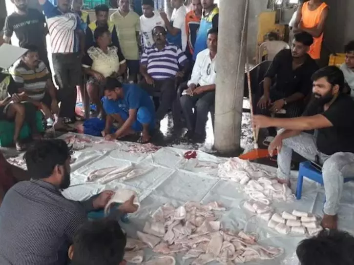 nelayan tangkap 157 ikan mahal seharga Rp 2,5 miliar Berbagai sumber