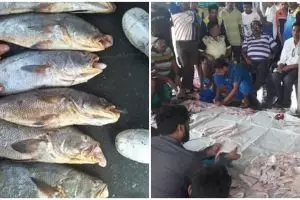 Mendadak kaya, nelayan tangkap 157 ikan mahal senilai Rp 2,5 miliar