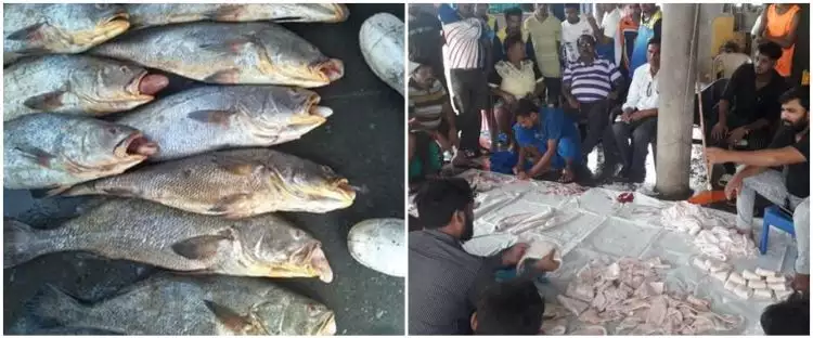 Mendadak kaya, nelayan tangkap 157 ikan mahal senilai Rp 2,5 miliar
