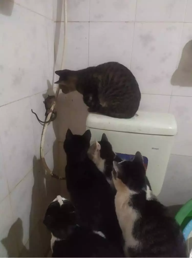 17 Tingkah kucing di rumah ini bener-bener like a boss, gemuy banget © 2021 brilio.net 17 Tingkah kucing di rumah ini bener-bener like a boss, gemuy banget © 2021 brilio.net