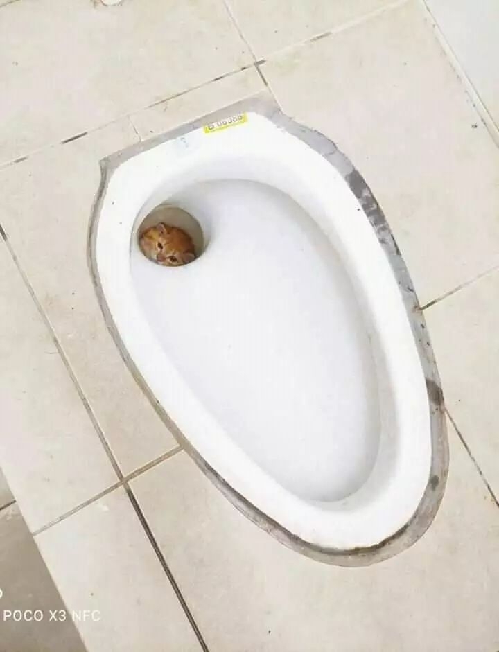 17 Tingkah kucing di rumah ini bener-bener like a boss, gemuy banget © 2021 brilio.net 17 Tingkah kucing di rumah ini bener-bener like a boss, gemuy banget © 2021 brilio.net