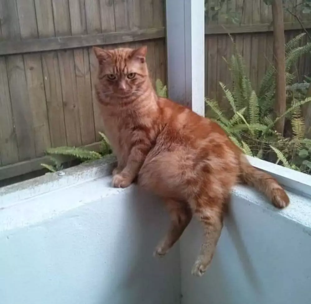 17 Tingkah kucing di rumah ini bener-bener like a boss, gemuy banget © 2021 brilio.net 17 Tingkah kucing di rumah ini bener-bener like a boss, gemuy banget © 2021 brilio.net