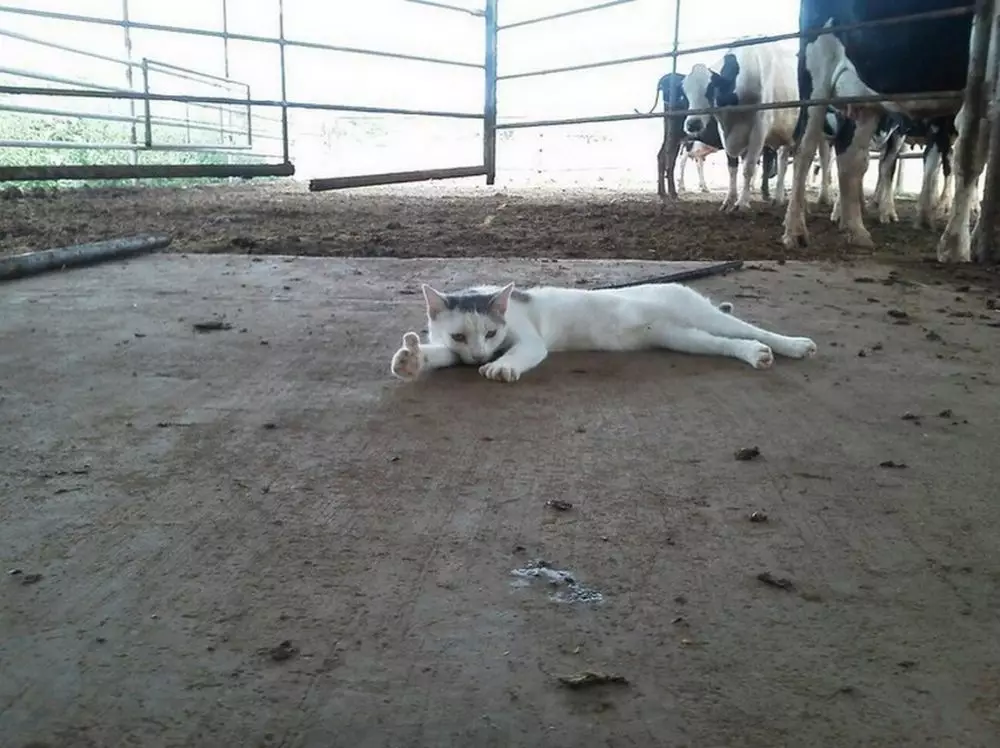 17 Tingkah kucing di rumah ini bener-bener like a boss, gemuy banget © 2021 brilio.net 17 Tingkah kucing di rumah ini bener-bener like a boss, gemuy banget © 2021 brilio.net