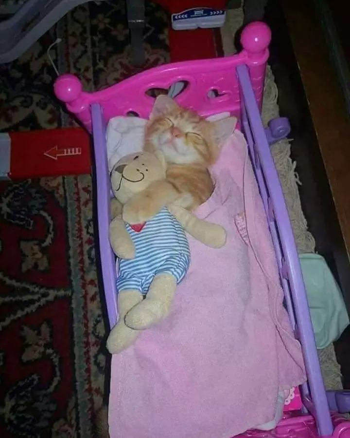 17 Tingkah kucing di rumah ini bener-bener like a boss, gemuy banget © 2021 brilio.net 17 Tingkah kucing di rumah ini bener-bener like a boss, gemuy banget © 2021 brilio.net