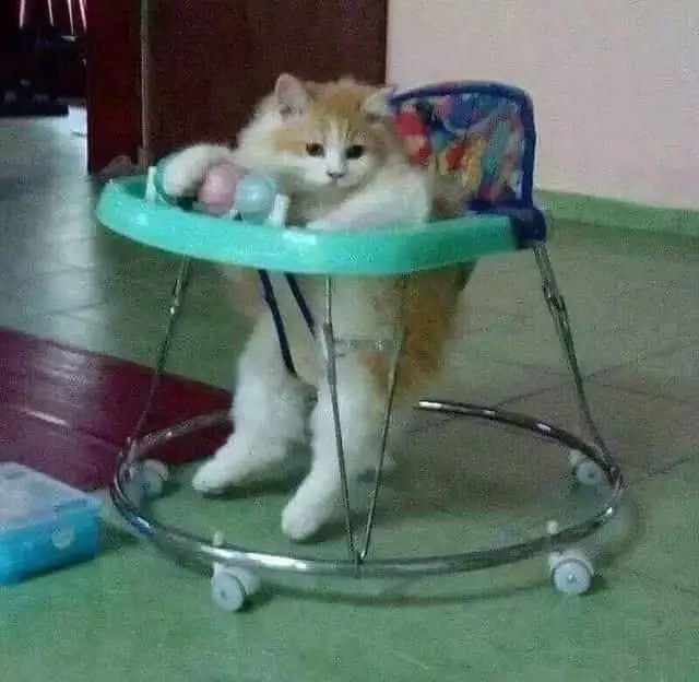 17 Tingkah kucing di rumah ini bener-bener like a boss, gemuy banget © 2021 brilio.net 17 Tingkah kucing di rumah ini bener-bener like a boss, gemuy banget © 2021 brilio.net