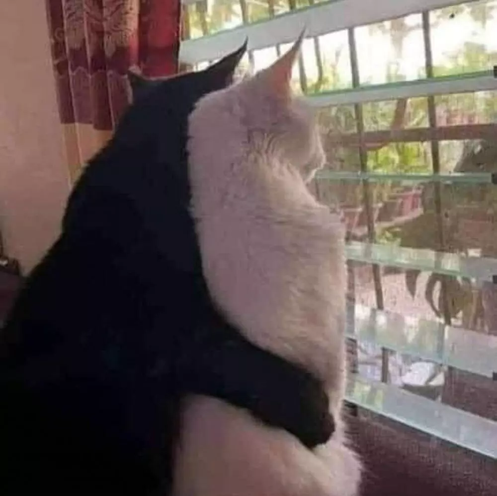 17 Tingkah kucing di rumah ini bener-bener like a boss, gemuy banget © 2021 brilio.net 17 Tingkah kucing di rumah ini bener-bener like a boss, gemuy banget © 2021 brilio.net