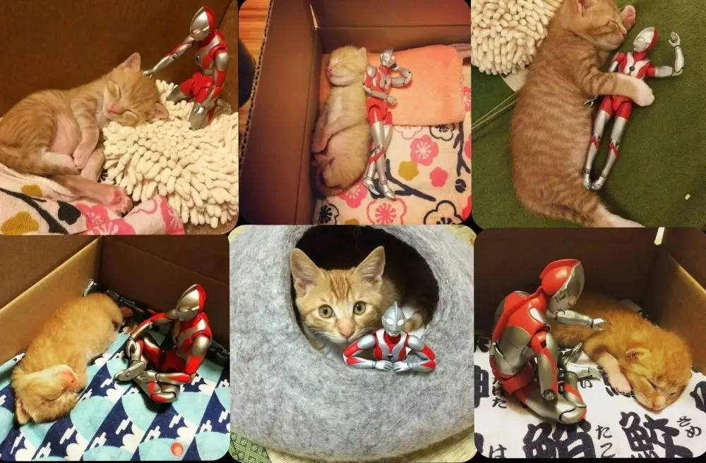 17 Tingkah kucing di rumah ini bener-bener like a boss, gemuy banget © 2021 brilio.net 17 Tingkah kucing di rumah ini bener-bener like a boss, gemuy banget © 2021 brilio.net