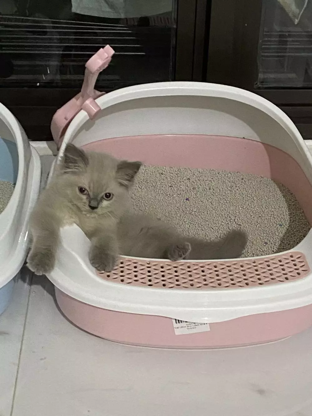 17 Tingkah kucing di rumah ini bener-bener like a boss, gemuy banget © 2021 brilio.net 17 Tingkah kucing di rumah ini bener-bener like a boss, gemuy banget © 2021 brilio.net