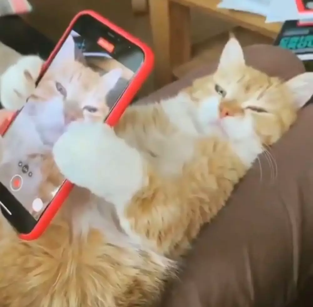 17 Tingkah kucing di rumah ini bener-bener like a boss, gemuy banget © 2021 brilio.net 17 Tingkah kucing di rumah ini bener-bener like a boss, gemuy banget © 2021 brilio.net