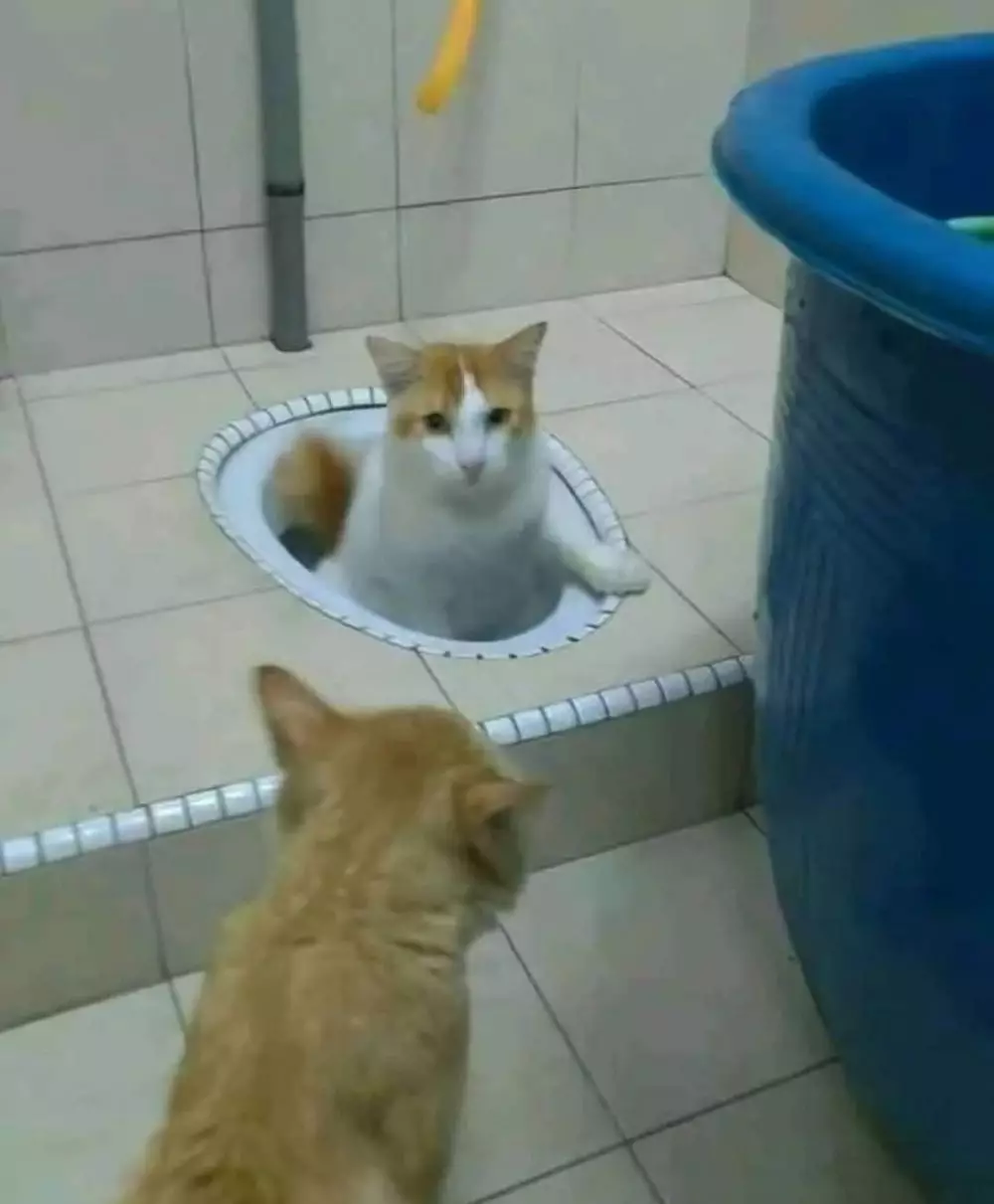 17 Tingkah kucing di rumah ini bener-bener like a boss, gemuy banget © 2021 brilio.net 17 Tingkah kucing di rumah ini bener-bener like a boss, gemuy banget © 2021 brilio.net