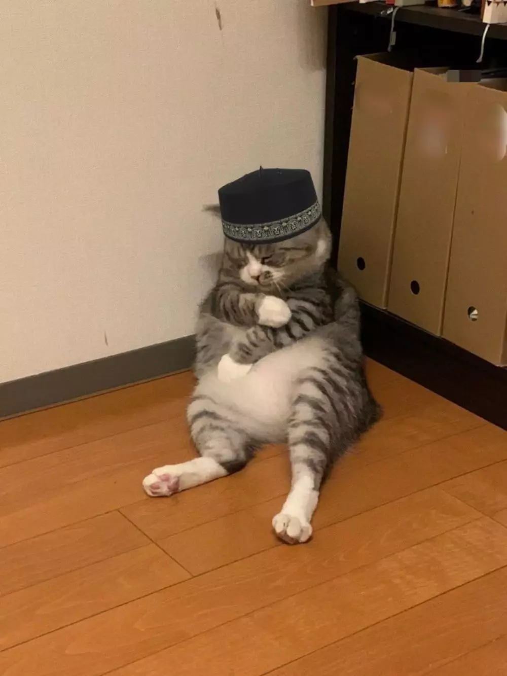 17 Tingkah kucing di rumah ini bener-bener like a boss, gemuy banget © 2021 brilio.net 17 Tingkah kucing di rumah ini bener-bener like a boss, gemuy banget © 2021 brilio.net