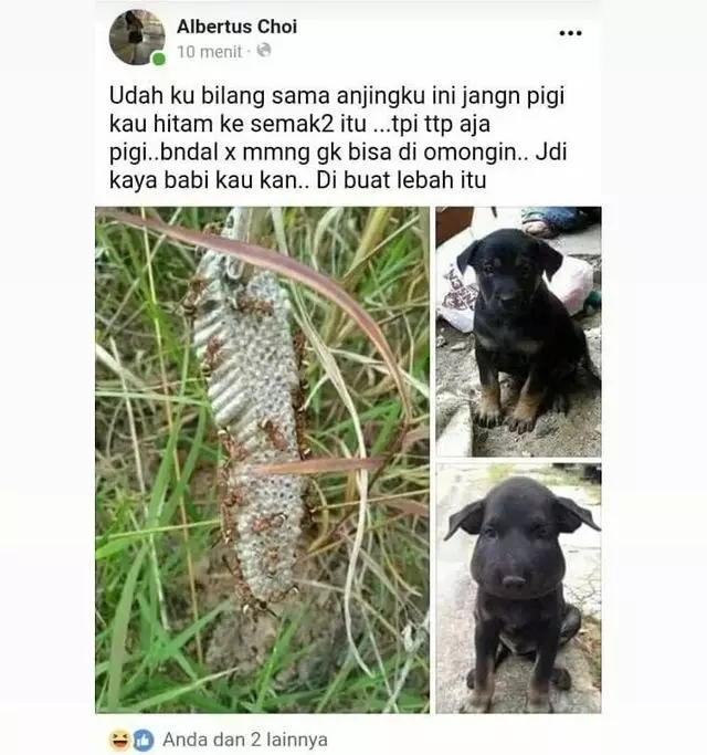 status lucu fb hewan © 2021 Instagram status lucu fb hewan © 2021 Instagram