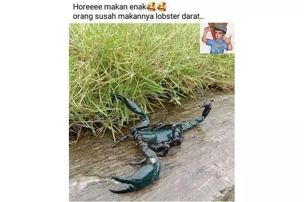 status lucu fb hewan © 2021 Instagram status lucu fb hewan © 2021 Instagram