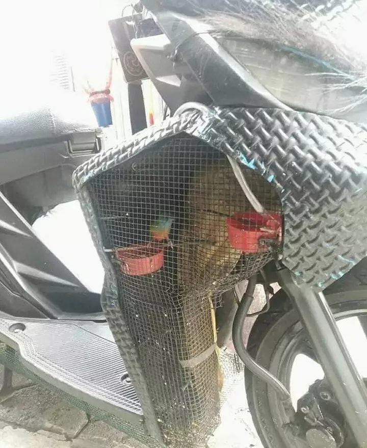 cara amankan hewan peliharaan yang kocak abis © 2021 instagram.com