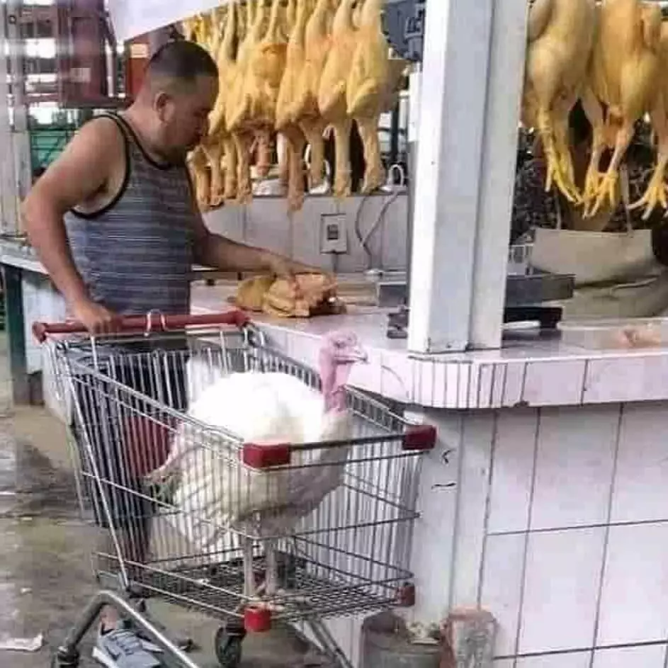 cara amankan hewan peliharaan yang kocak abis © 2021 instagram.com