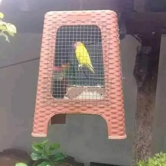 cara amankan hewan peliharaan yang kocak abis © 2021 instagram.com