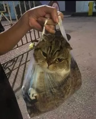 cara amankan hewan peliharaan yang kocak abis © 2021 instagram.com