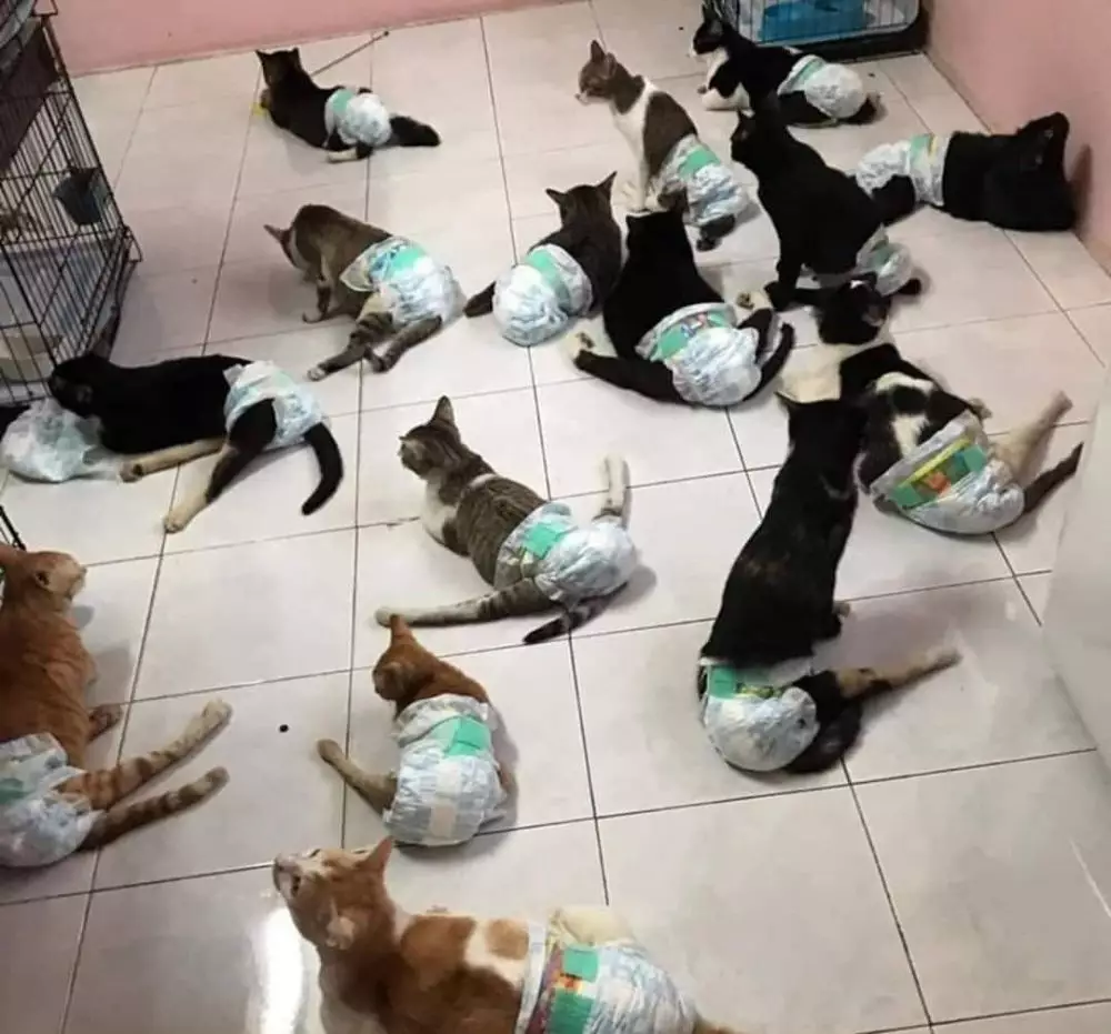 cara amankan hewan peliharaan yang kocak abis © 2021 instagram.com