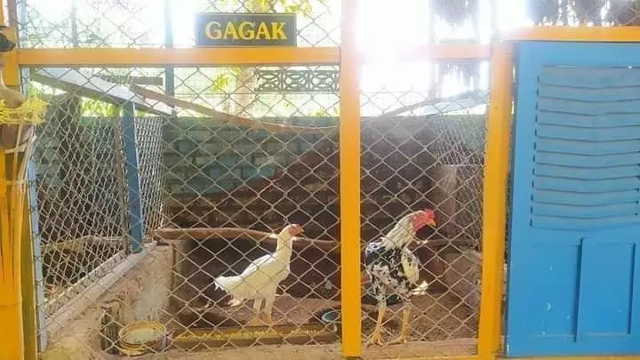 cara amankan hewan peliharaan yang kocak abis © 2021 instagram.com